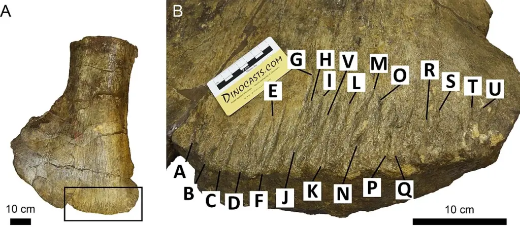 Bissspuren am Schulterblatt des Camarasaurus supremus. 