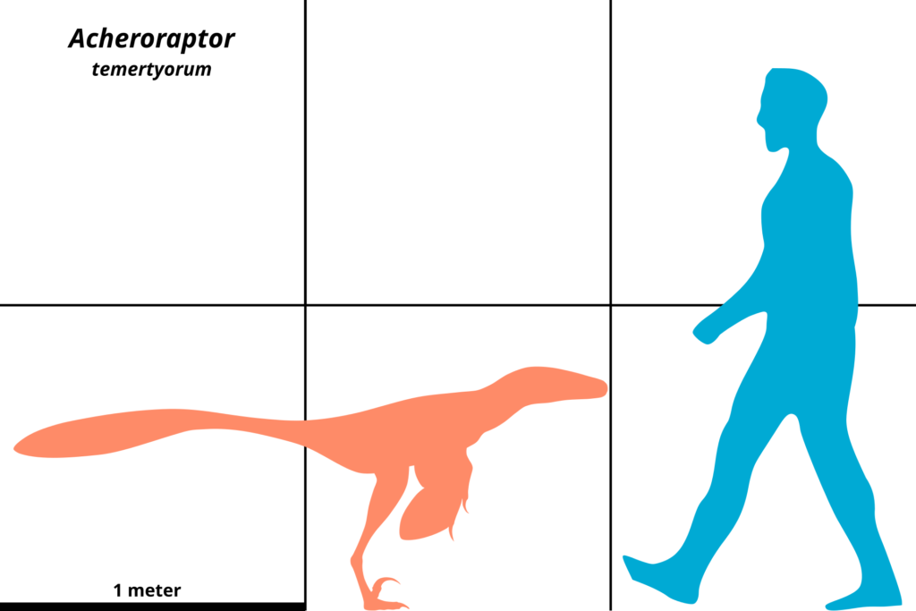 Acheroptor compared to humans in size