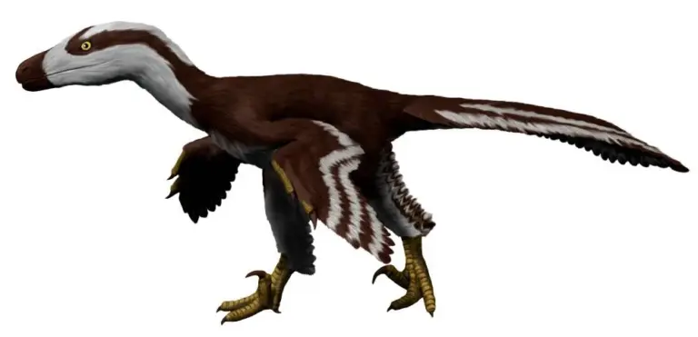 Acheroptic in profile