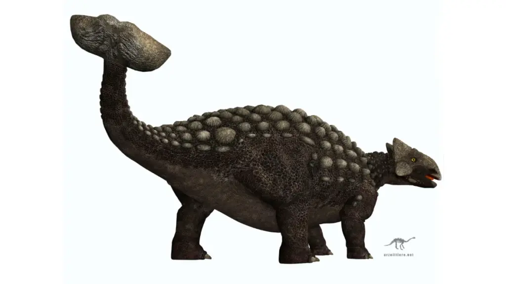 Ankylosaurus magniventris