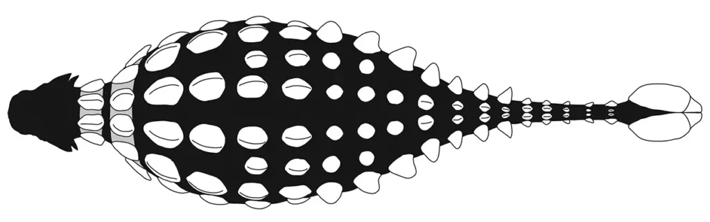 Anordnung der Osteoderme bei Ankylosaurus magniventris