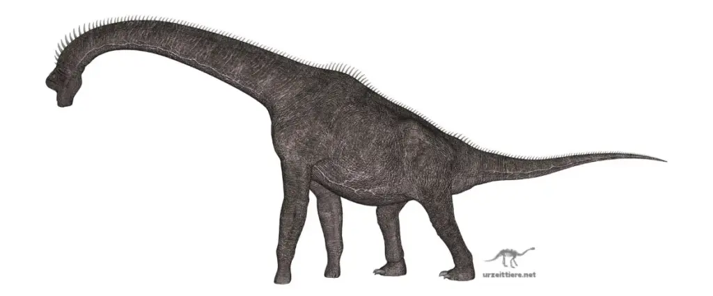 Brachiosaurus auf weißem Hintergrund im Seitenprofil