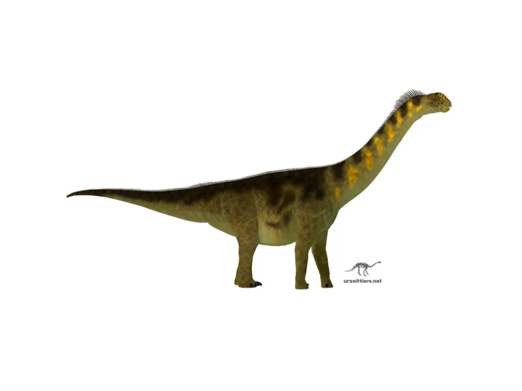Camarasaurus auf weißem Hintergrund