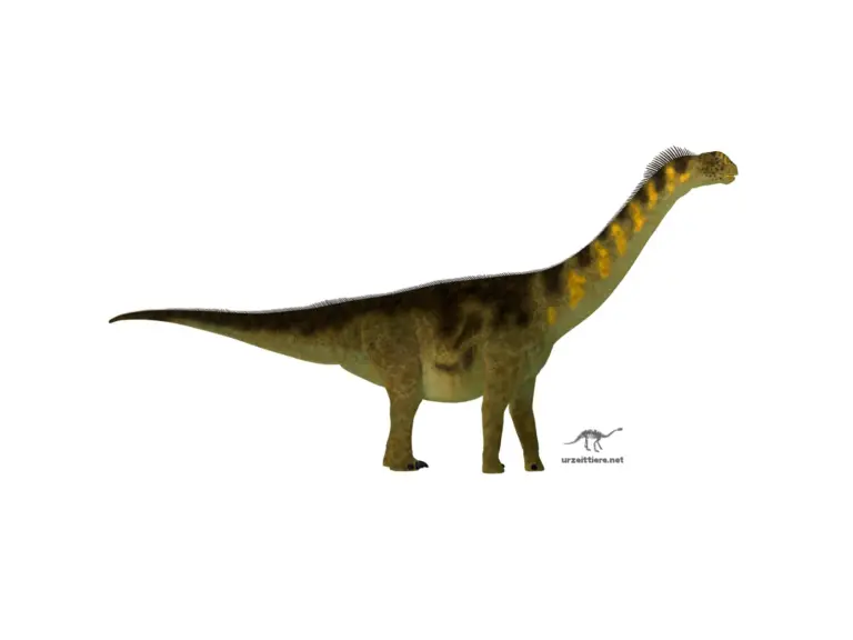 Camarasaurus auf weißem Hintergrund
