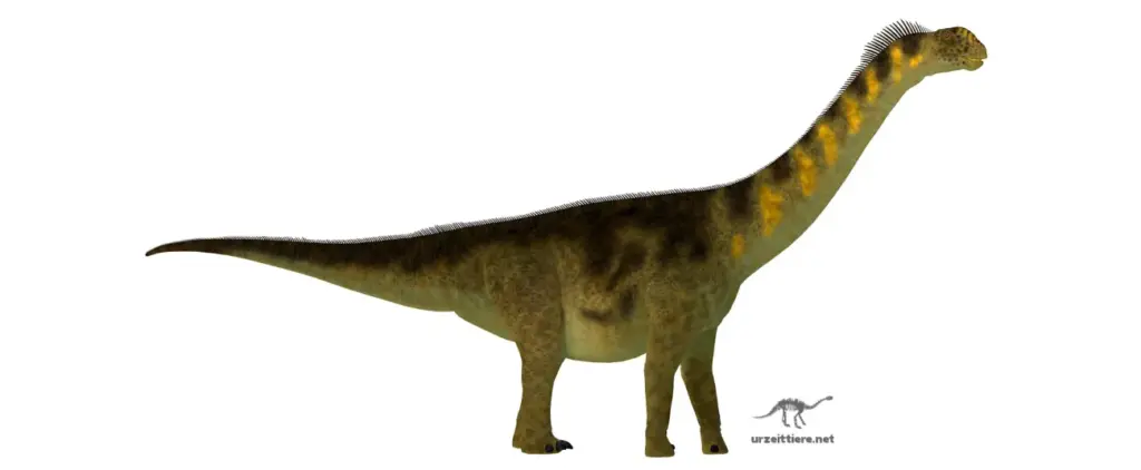 Camarasaurus auf weissem Hintergrund