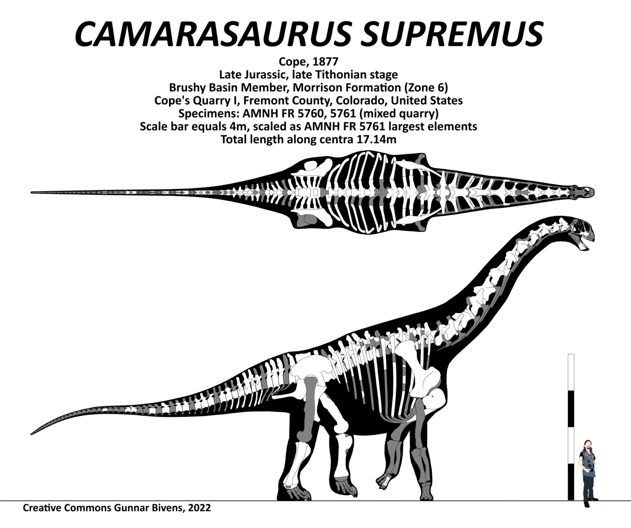 Größenvergleich: Camarasaurus zum Menschen.