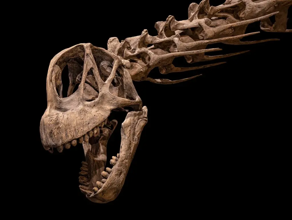Schädel des Camarasaurus supremus, Royal Tyrrell Museum
