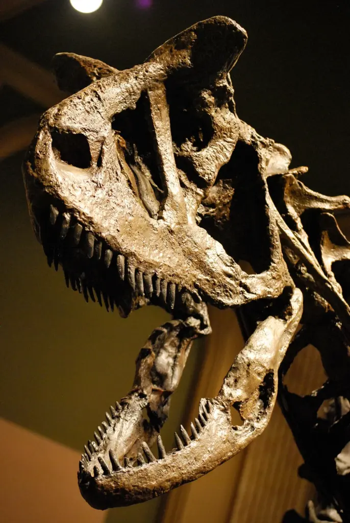 Carnotaurus-Schädel im Kenosha Dinosaur Museum, Kenosha, Wisconsin.