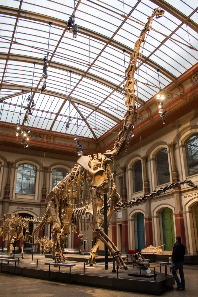 Der im Museum für Naturkunde in Berlin ausgestellte Giraffatitan brancai wurde irrtümlich als Brachiosaurus bezeichnet
