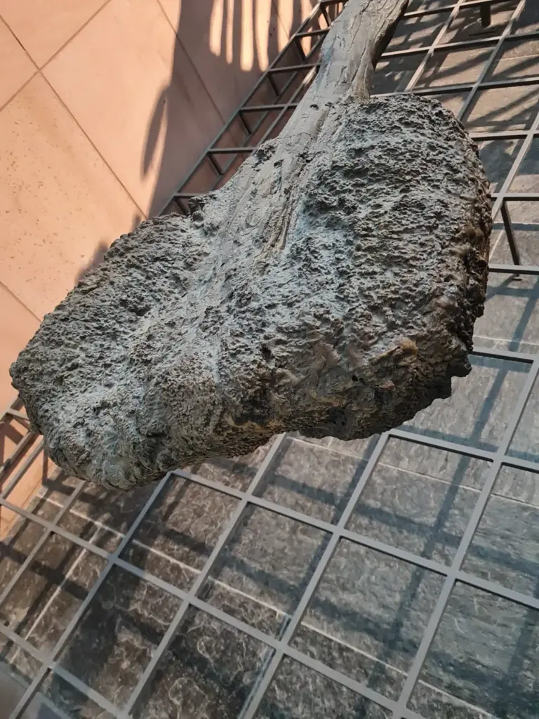 Euoplocephalus tutus Schwanzkeule