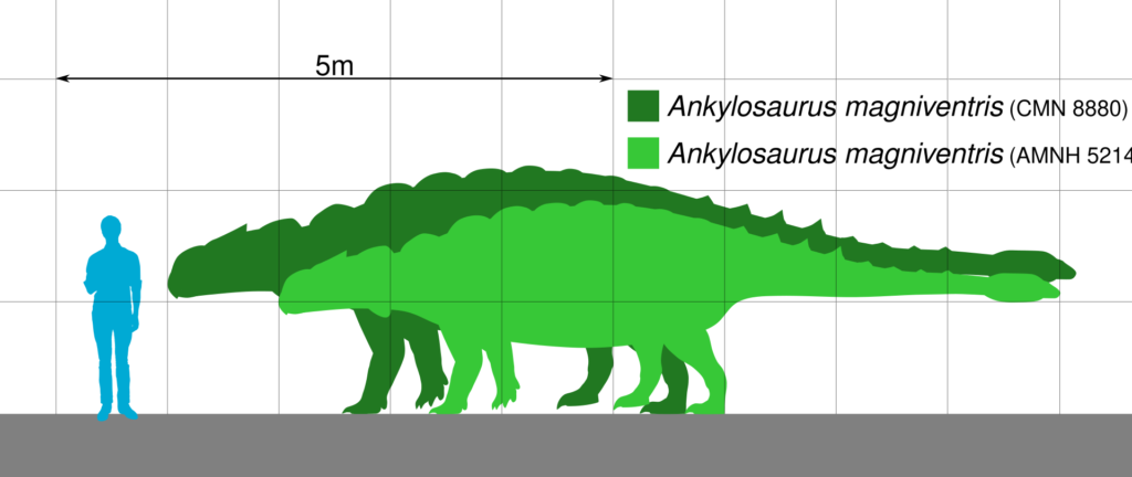 Ankylosaurus - Größenvergleich zum Menschen