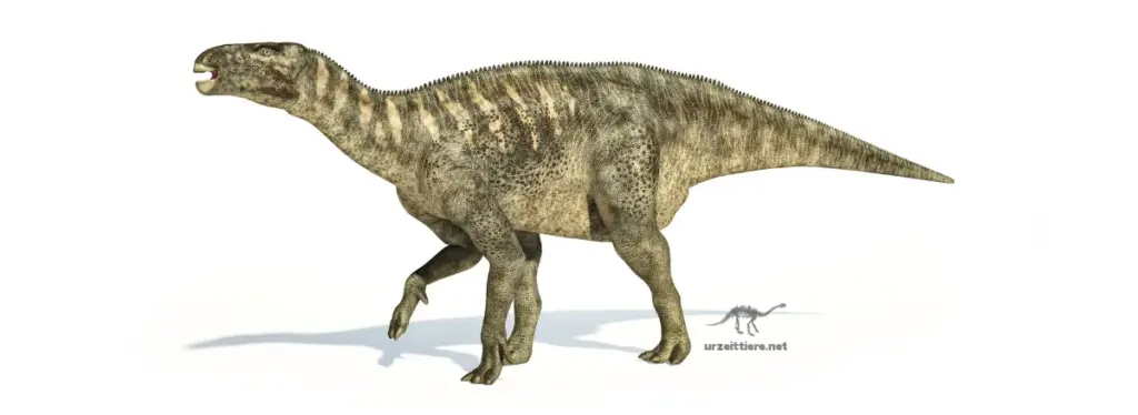 Iguanodon bernissartensis auf wei0em Hintergrund