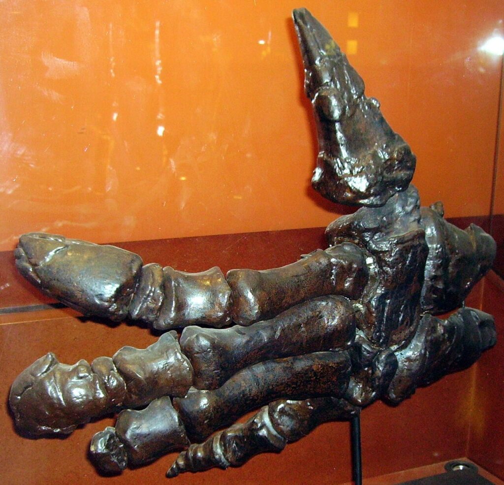 Eine Iguanodon-Hand. Gute Darstellung des Daumendorns
