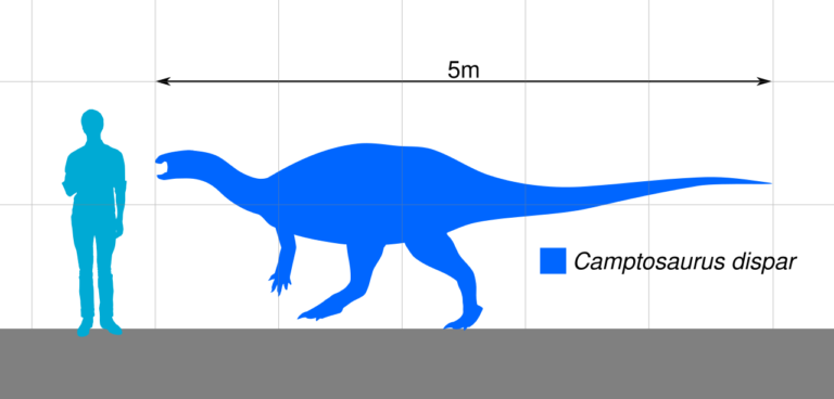 Scale of Camptosaurus dispar