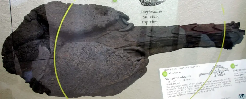 Schwanzkeule des Ankylosaurus