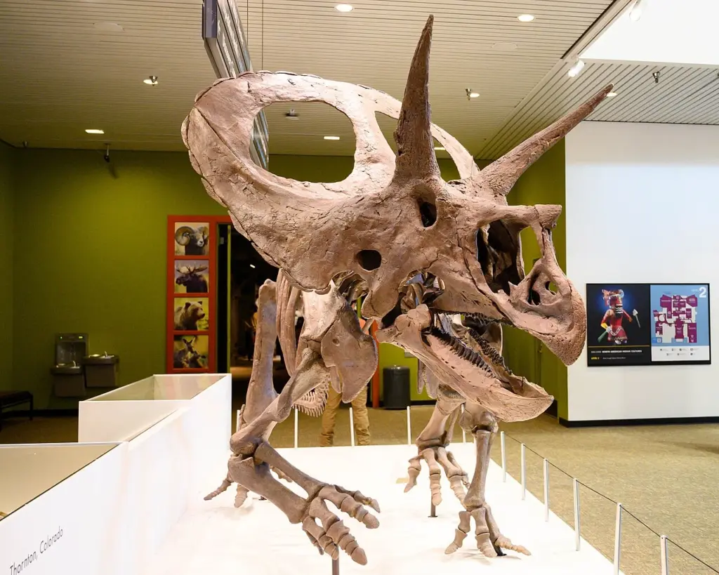 Torosaurus Skelett