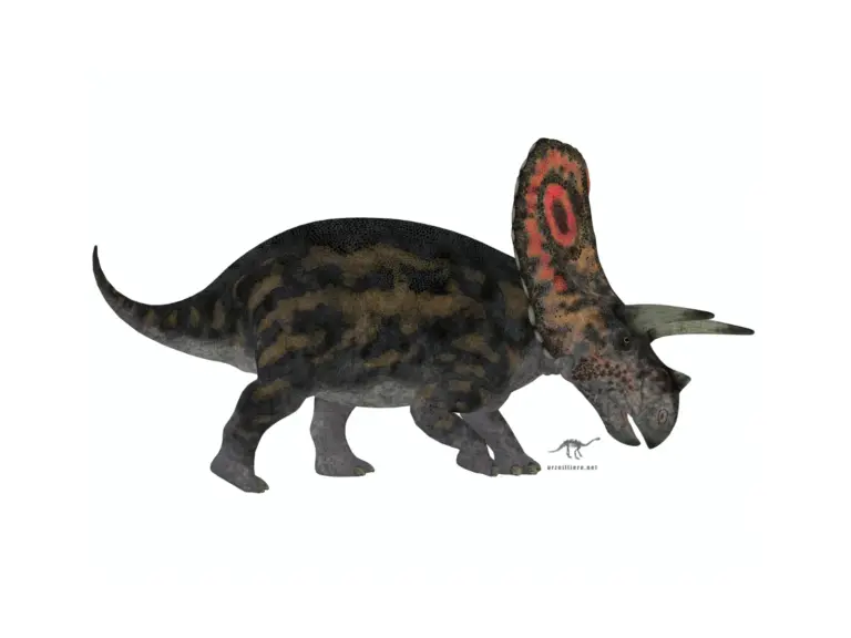 Torosaurus