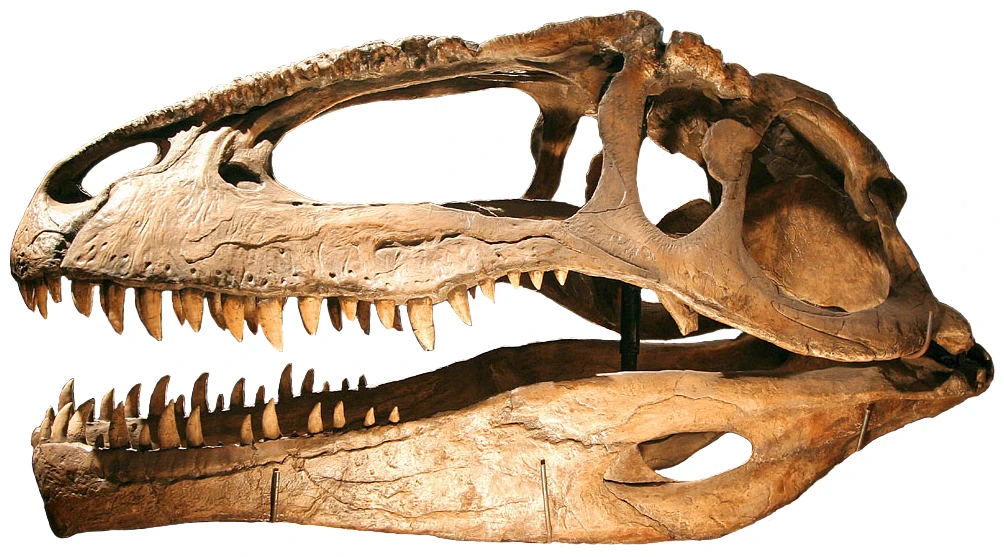Schädel von Giganotosaurus carolinii