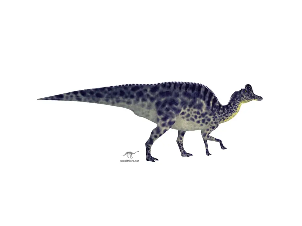 Velafrons coahuilensis